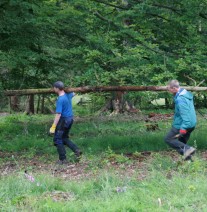 Förderprojekt 2012: Regeneration einer traditionellen Hutelandschaft (NLP Kellerwald-Edersee) Zwei junge Männer tragen einen Fichtenstamm im Wald