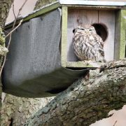 Möbel für Tiere – Freiwilligenengagement für biologische Vielfalt Steinkauz sitzt vor Nistkasten